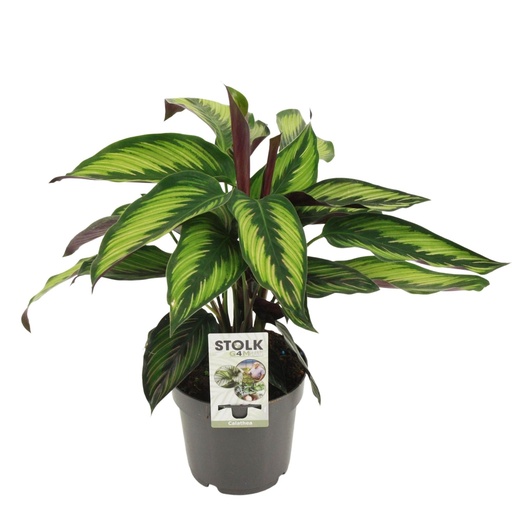 "Calathea Majestica Princeps - Ø14cm - ↕45cm image"