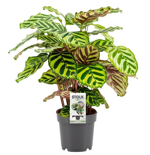 "Calathea Makoyana - Ø14cm - ↕45cm image"