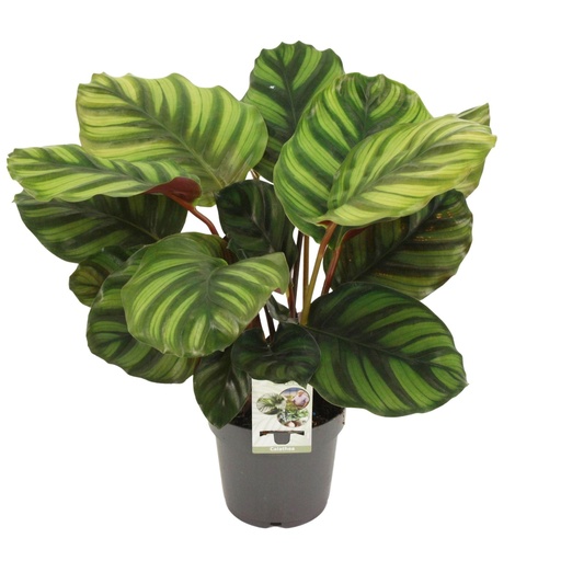 "Calathea Fasciata - Ø14cm - ↕50cm image"
