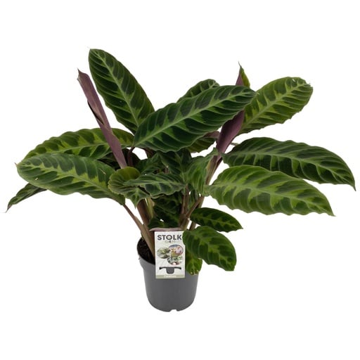 "Calathea warscewiczii (Calathea warscewiczii) – pflegeleichte Zimmerpflanze, Topf-Ø 14 cm, Höhe ca. 50 cm image"