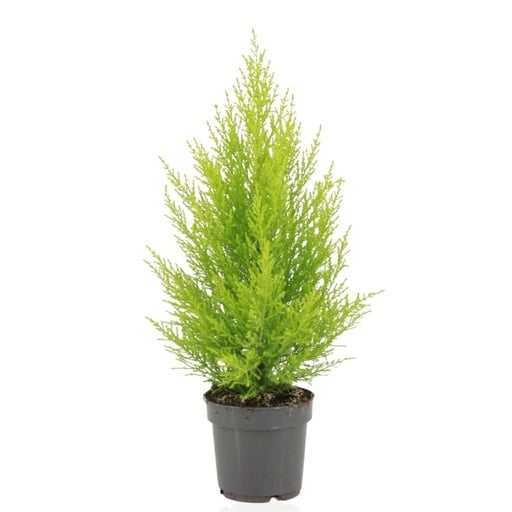 "Cupressus Macrocarpa Goldcrest Wilma - Ø14cm - ↕55cm image"
