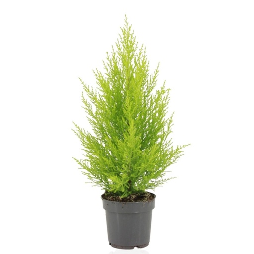 "Monterey-Zypresse 'Goldcrest Wilma' (Cupressus macrocarpa) – immergrünes Nadelgehölz, Topf-Ø 14 cm, Höhe ca. 55 cm image"