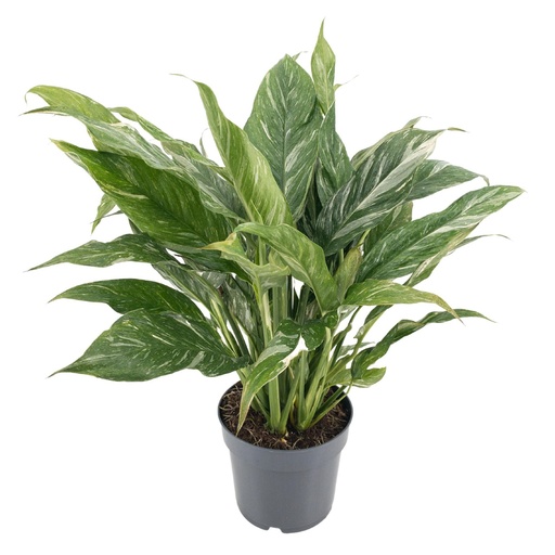 "Diamond Variegata 14cm - Ø14cm - ↕55cm image"