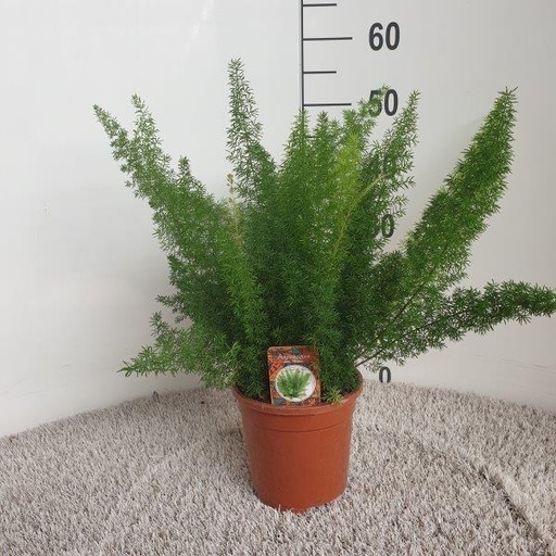 "Asparagus D. Meyers - Ø17cm - ↕50cm image"