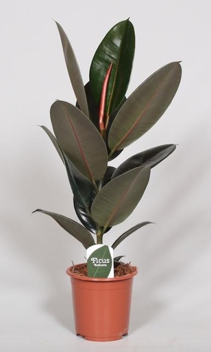 "Ficus Elastica Abidjan - Ø17cm - ↕60cm image"
