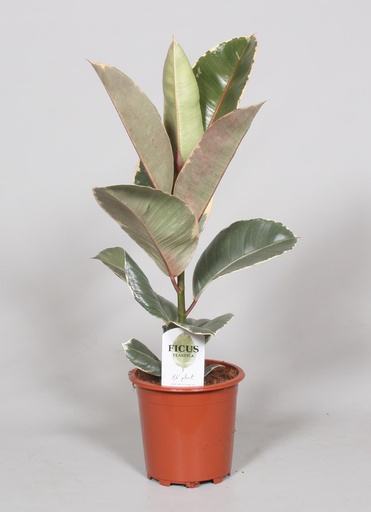 "Ficus Elastica Tineke - Ø17cm - ↕60cm image"