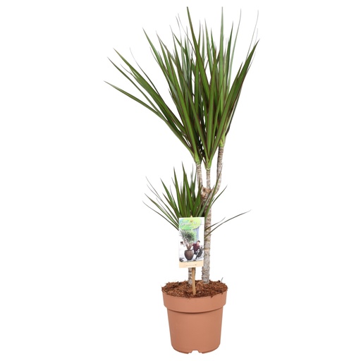 "Dracaena Marginata 30-15 - Höhe 75-85 - Ø17cm - ↕75cm image"