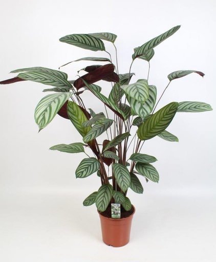 "Ctenanthe Oppenheimiana - Ø21cm - ↕100cm image"