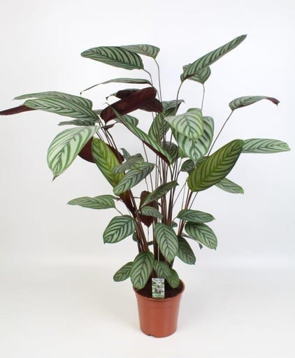 "Korbmarante (Ctenanthe oppenheimiana) – pflegeleichte Zimmerpflanze, Topf-Ø 21 cm, Höhe ca. 100 cm image"
