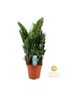 Glücksfeder (Zamioculcas zamiifolia) – pflegeleichte Zimmerpflanze, Topf-Ø 21 cm, Höhe ca. 75 cm