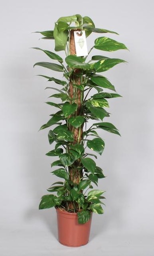 "Epipremnum Pinnatum Moosstab 120cm Scindapsus - Ø24cm - ↕120cm image"