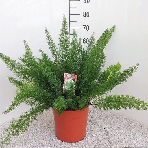 "Asparagus D. Meyers - Ø27cm - ↕60cm image"