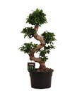 Ficus Microcarpa Ginseng - 80 cm - Ø27 cm