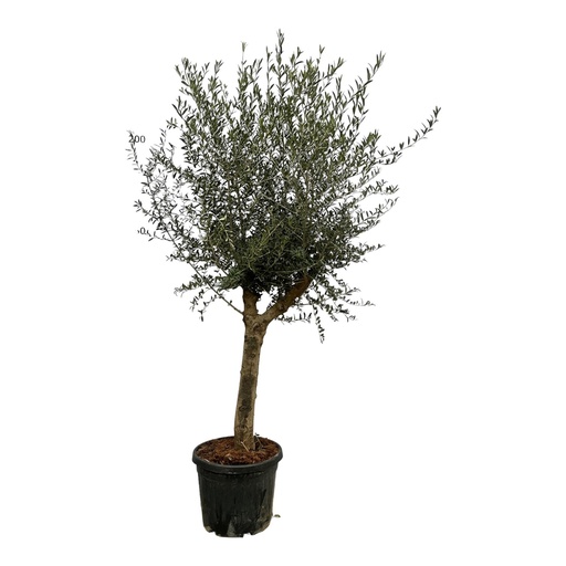"Olea Lorc - 200 cm - Ø45cm image"