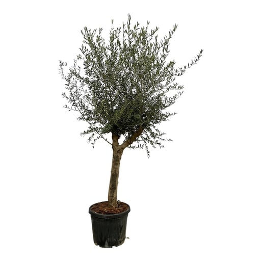 "Olivenbaum (Olea lorc) – pflegeleichte Zimmerpflanze, Topf-Ø 45 cm, Höhe ca. 200 cm image"