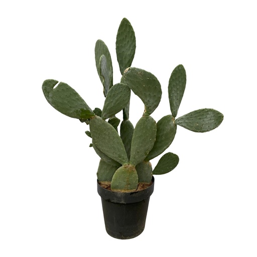 "Cactus Opuntia - 120cm Ø38cm image"