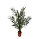 Phoenix Canariensis - 170 cm - Ø27cm