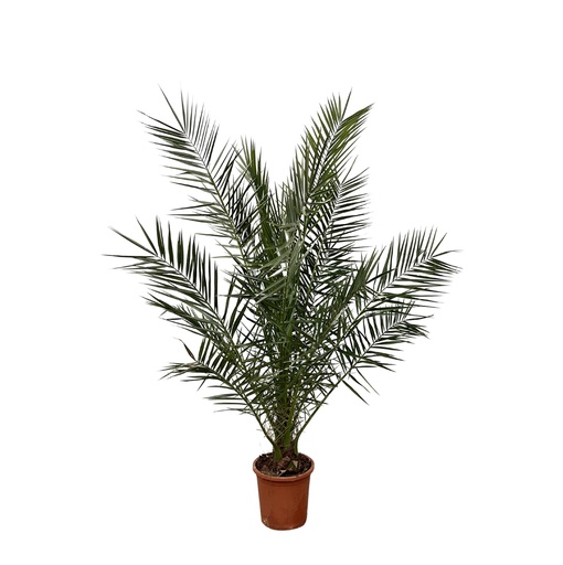 "Kanarische Dattelpalme (Phoenix canariensis) – pflegeleichte Zimmerpflanze, Topf-Ø 27 cm, Höhe ca. 170 cm image"