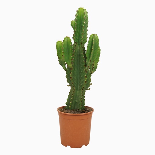 "Kaktus-Wolfsmilch (Euphorbia ingens) – pflegeleichte Zimmerpflanze, Höhe ca. 21 cm image"