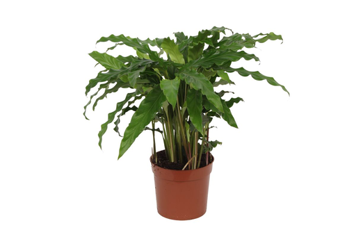 "Korbmarante (Calathea) – pflegeleichte Zimmerpflanze, Topf-Ø 12 cm, Höhe ca. 35 cm image"