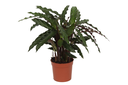 Calathea Elgergrass - 70cm - Ø17cm