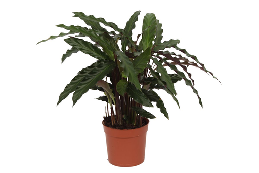 "Calathea Elgergrass - 70cm - Ø17cm image"