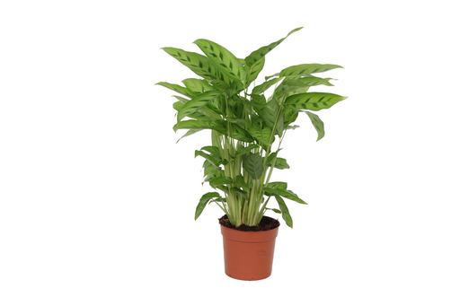 "Calathea Leopardina - 40 cm - Ø12cm image"