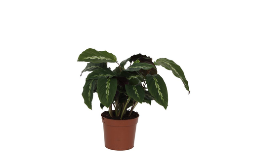 "Calathea Maui Queen - 35 cm - Ø12cm image"
