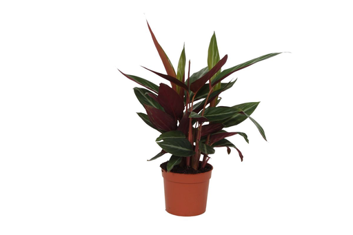 "Calathea Stripestar - 40 cm - Ø12cm image"