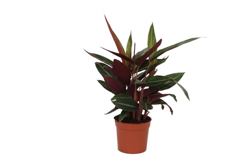 "Korbmarante 'Stripestar' (Calathea) – pflegeleichte Zimmerpflanze, Topf-Ø 12 cm, Höhe ca. 40 cm image"