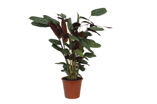"Calathea Compactstar - 80 cm - Ø19cm image"