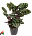 Calathea Medallion - 80 cm - Ø24cm