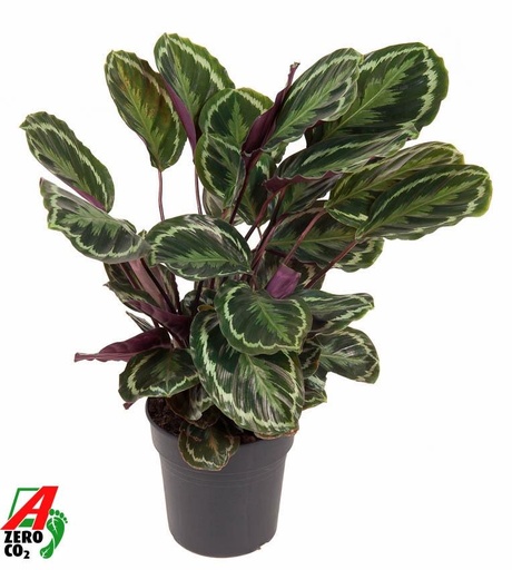 "Calathea Medallion - 80 cm - Ø24cm image"
