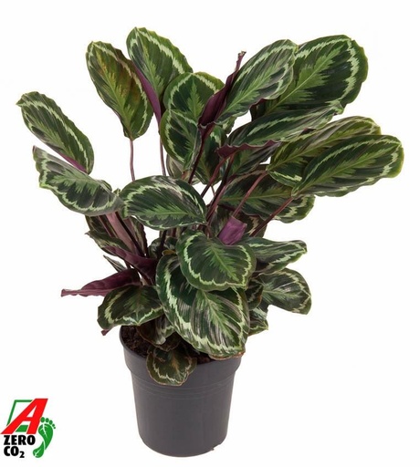 "Korbmarante (Calathea medallion) – pflegeleichte Zimmerpflanze, Topf-Ø 24 cm, Höhe ca. 80 cm image"