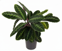 Calathea Warscewiczii - 90 cm - Ø24cm