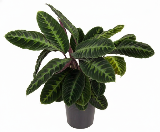 "Calathea Warscewiczii - 90 cm - Ø24cm image"