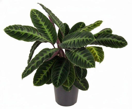 "Calathea warscewiczii (Calathea warscewiczii) – pflegeleichte Zimmerpflanze, Topf-Ø 24 cm, Höhe ca. 90 cm image"