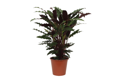 "Calathea Wavestar - 80 cm - Ø19cm image"