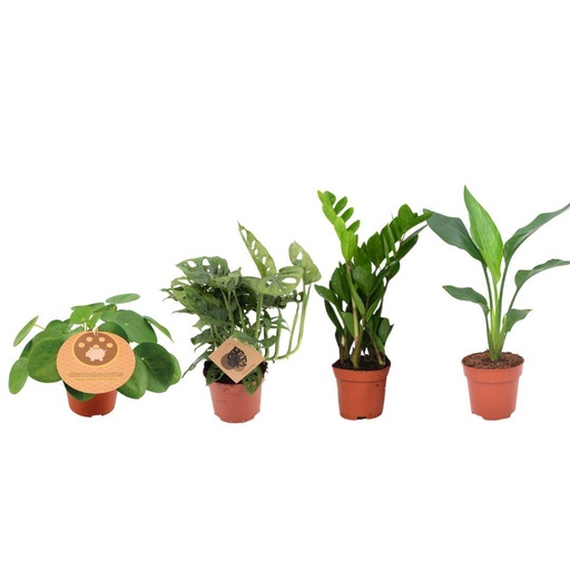 "Musthave Pflanzenbox - 4 Stücke - Topf-Ø 12 cm - Höhe ca. 20 cm-40cm image"
