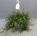 Muehlenbeckia Wölkchen der Liebe - Ø22cm - ↕35cm
