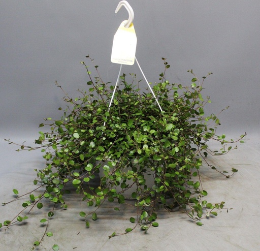 "Muehlenbeckia Wölkchen der Liebe - Ø22cm - ↕35cm image"