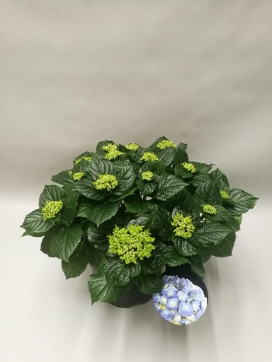 "Hortensie (Hydrangea macrophylla) – winterharte Blütenstaude, Topf-Ø 23 cm, Höhe ca. 45 cm image"