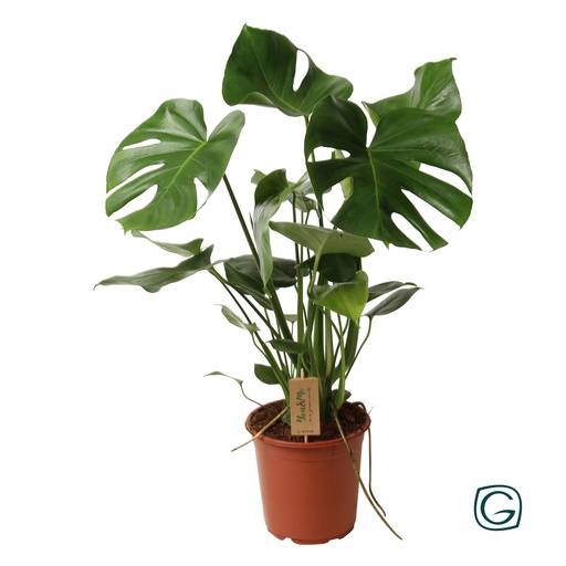 "Monstera Deliciosa P21 - Ø21cm - ↕60cm image"