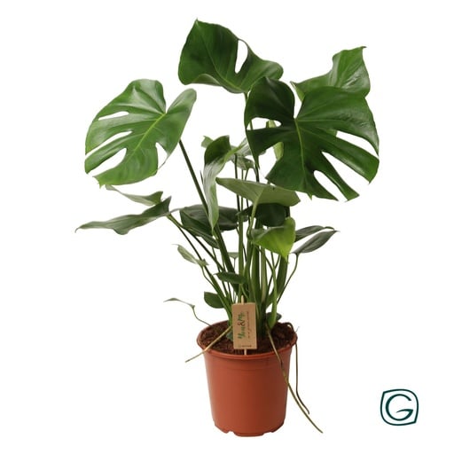 "Fensterblatt (Monstera deliciosa) – pflegeleichte Zimmerpflanze, Topf-Ø 21 cm, Höhe ca. 60 cm image"