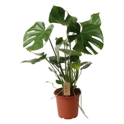 "Fensterblatt (Monstera deliciosa) – pflegeleichte Zimmerpflanze, Topf-Ø 21 cm, Höhe ca. 60 cm image"