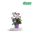 Limonium Salzsee - Ø19cm - ↕60cm