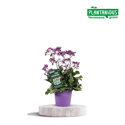 "Limonium Salzsee - Ø19cm - ↕60cm image"