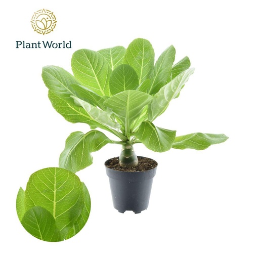"Brighamia Insignis 'Hawaii Palm' P12 - Ø12cm - ↕37cm image"