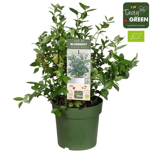 "Vaccinium Cor. 'Bingo Blue' Bio - Blauwe bes - Ø23cm - ↕50cm image"