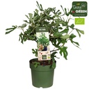 Ficus Carica 'Little Miss Figgy' Bio - Feige - Ø23cm - ↕50cm